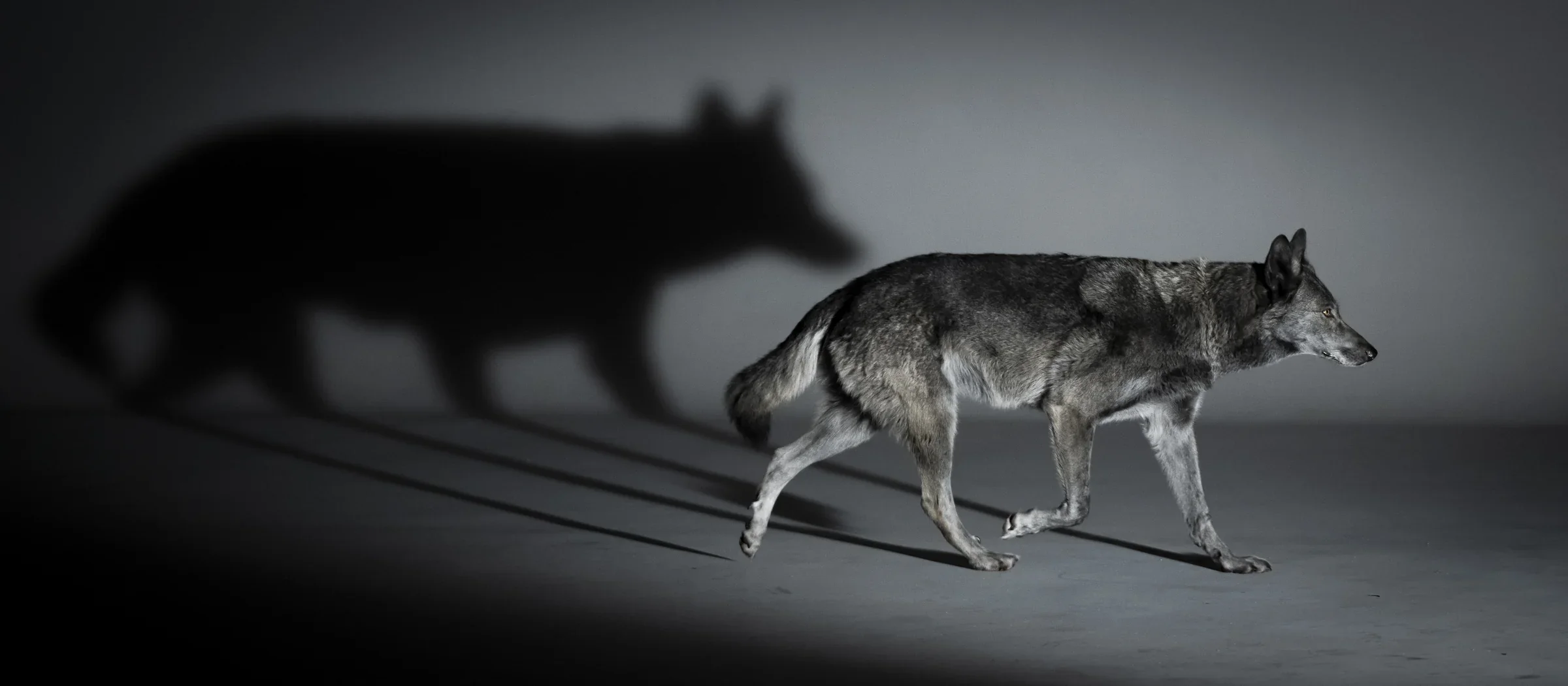 A wolf walks through a pool of light, its shadow cast large on the wall behind