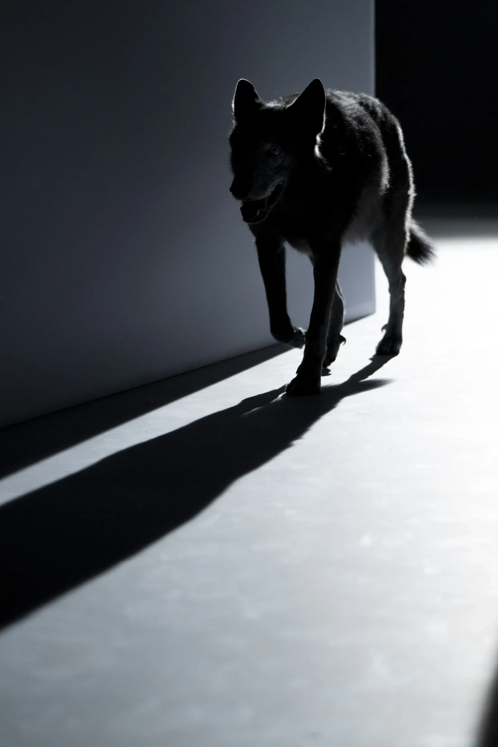 A black wolf steps out of the dark